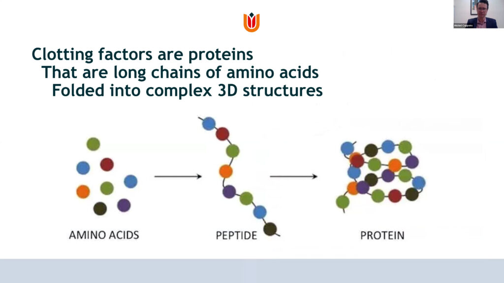 Clotting factors are proteins that are long chains of amino acids folded into complex 3D structures