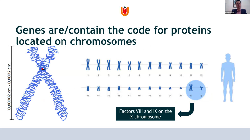 Genes are/contain the code for proteins located on chromosomes