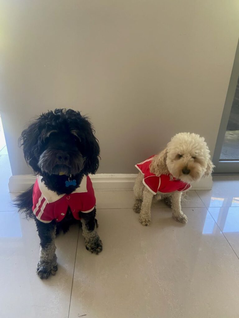 Dogs with red vests